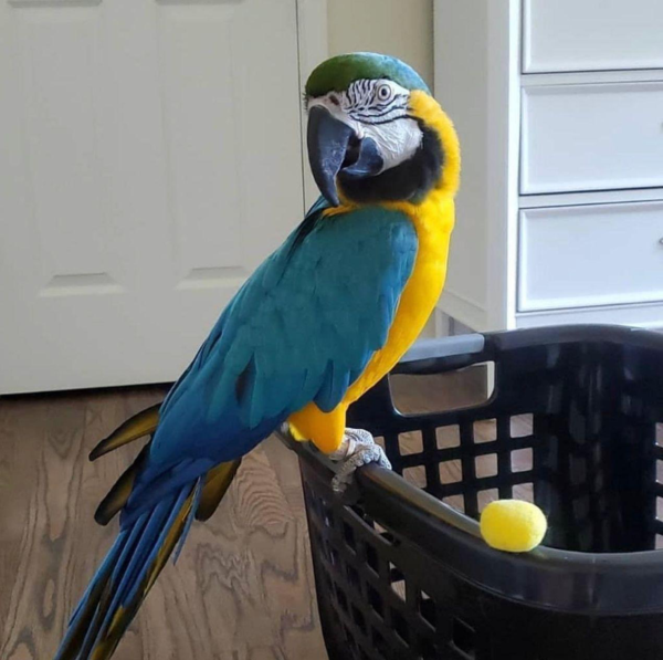 COCO