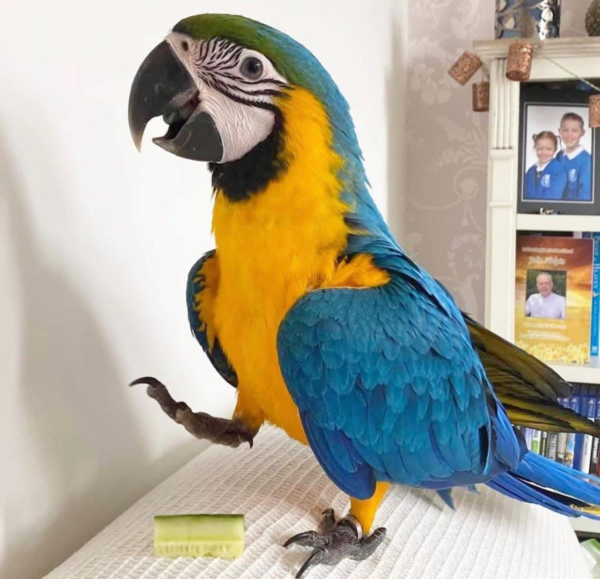 RIO